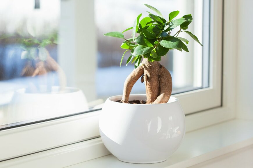 Ficus microcarpa/Shutterstock.com