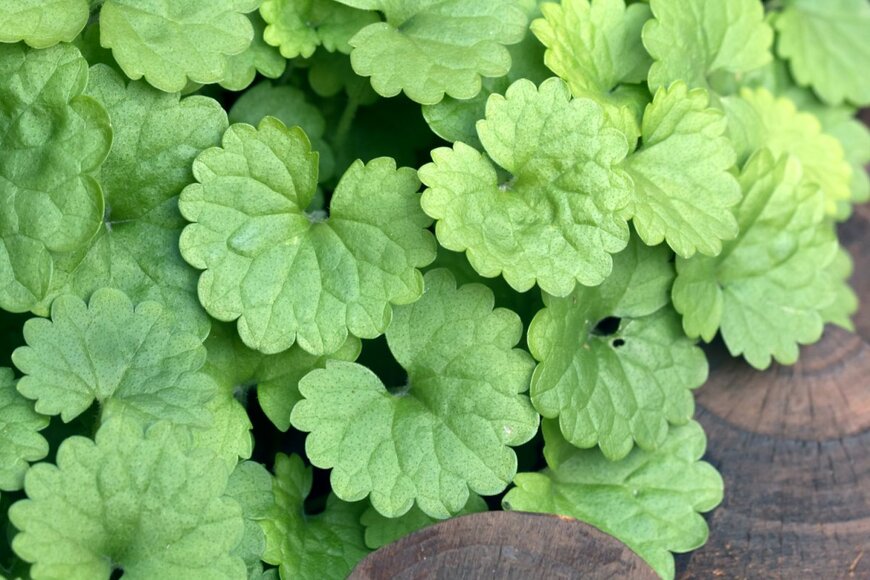 Skyprayer2005/shutterstock.com