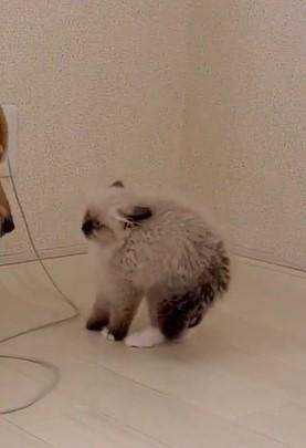 出所：@pu_channeldesu