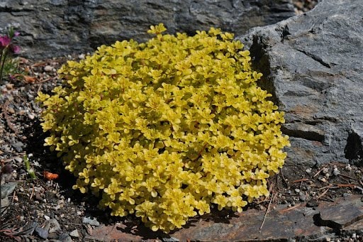 Todd Boland/shutterstock.com