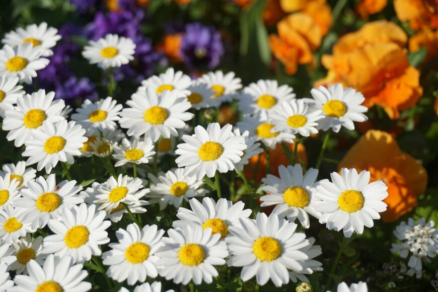 mamesuke/shutterstock.com