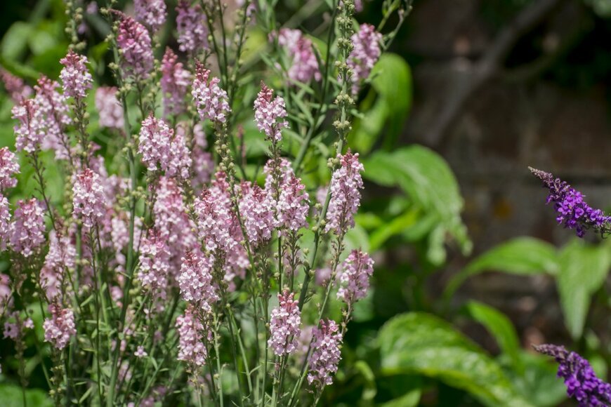 Golden Shark 2/istockphoto.com
