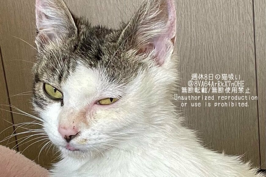 車が多い場所で保護した「険しい表情の猫」　10ヶ月後の「大変身した姿」に思わず心が温まる