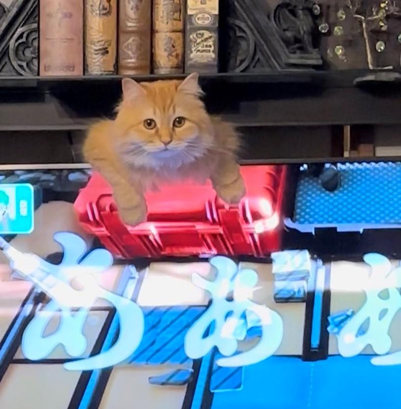 出所：@NEKOLAND13