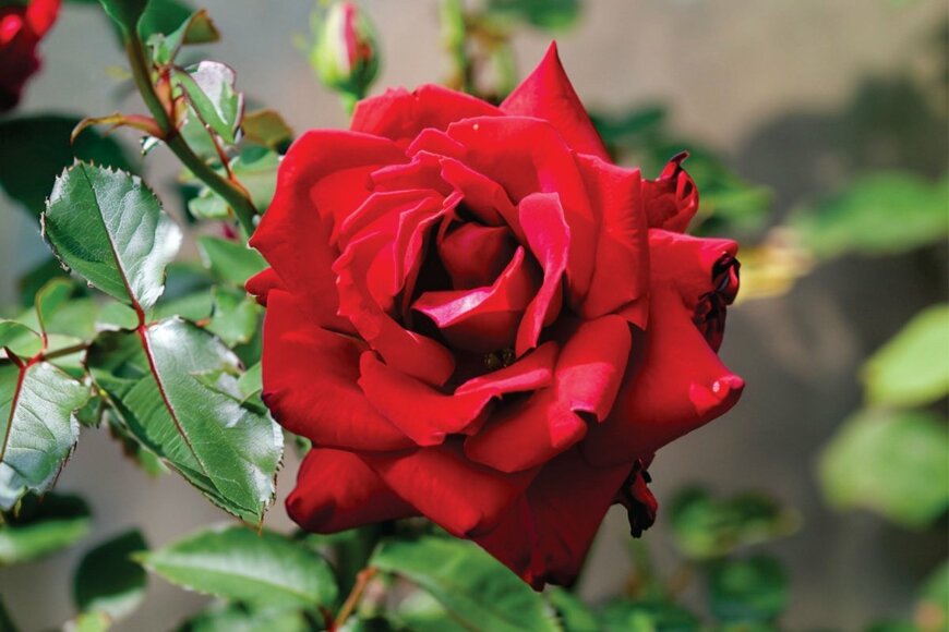 IMRAN siddiqi/shutterstock.com