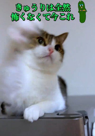 出所：＠nikoandkotatorowasabi