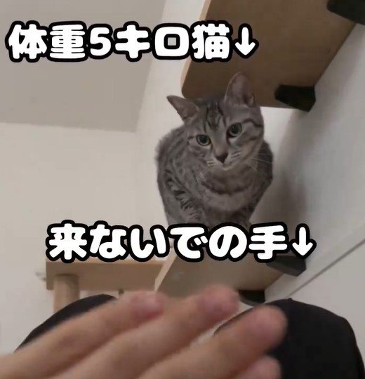 飛び込みたい猫