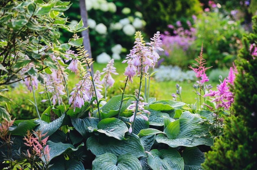 ギボウシやアスチルベの花が咲いている日陰の庭