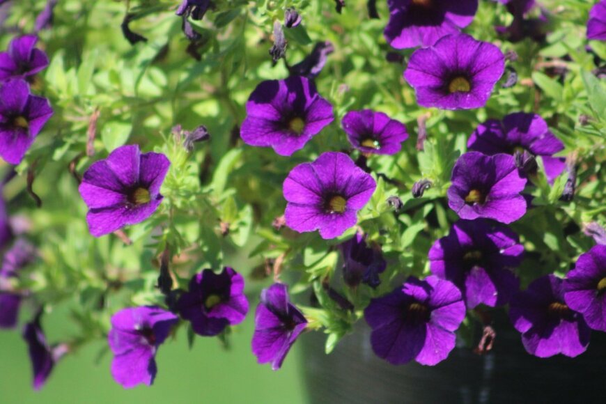 紫色の花を咲かせているカリブラコア