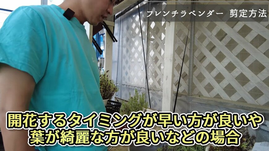 フレンチラベンダーの冬越し