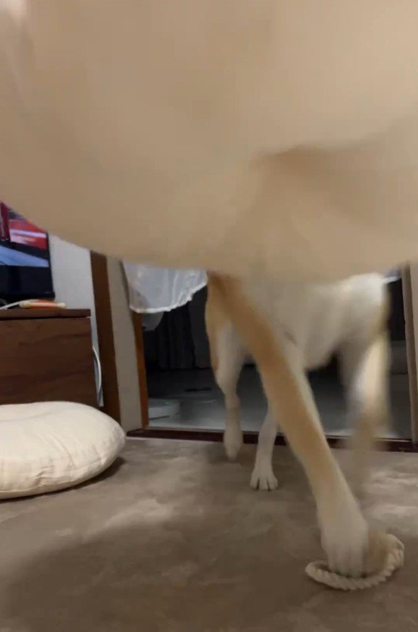 クッションを持ってくる犬