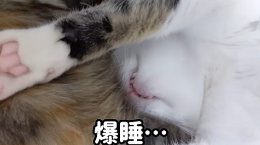 他の猫に顔を埋めるチロちゃん