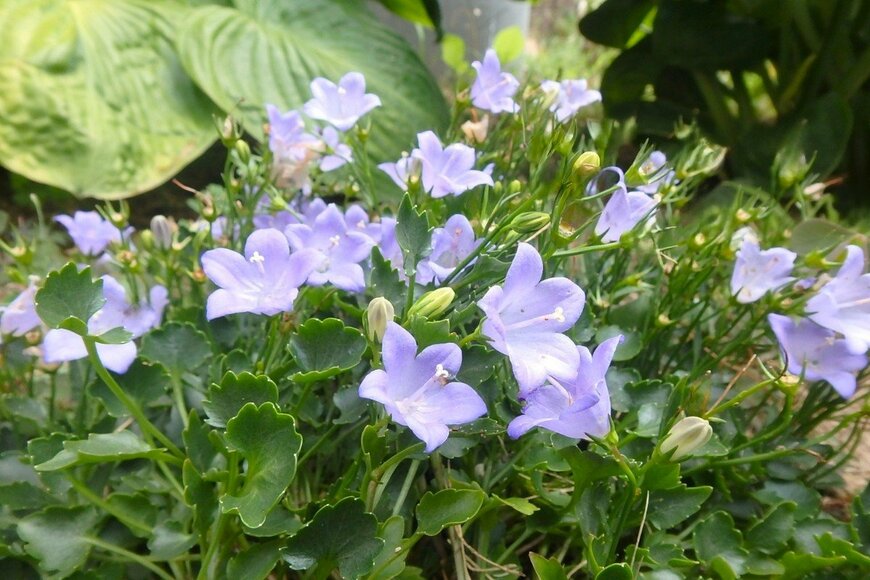 淡い青紫色の花を咲かせている、カンパニュラ