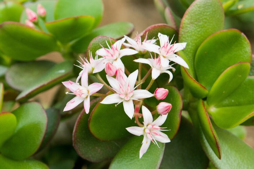 クラッスラの花。花弁の色は白色、中央部はピンク色。蕾はピンク色。