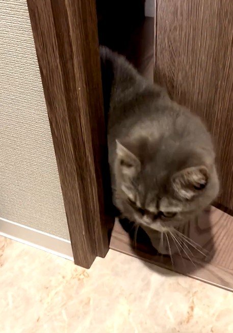 救出に向かう猫