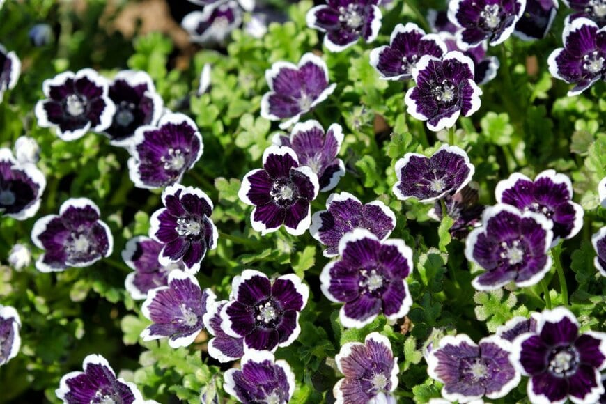 濃い紫色の花を咲かせている、ペニー・ブラック