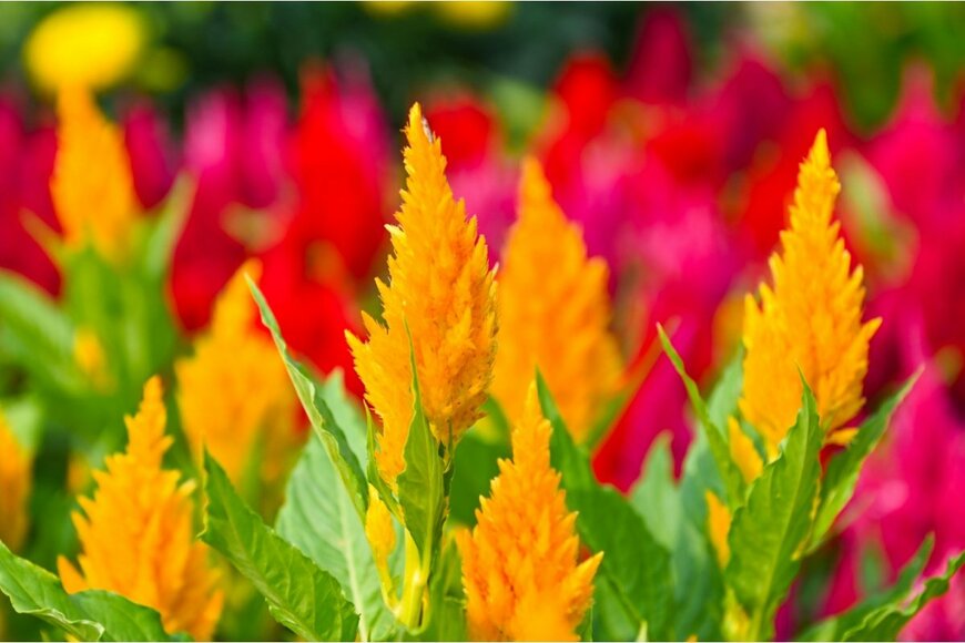 ふわふわの質感がユニークなケイトウの黄色い花