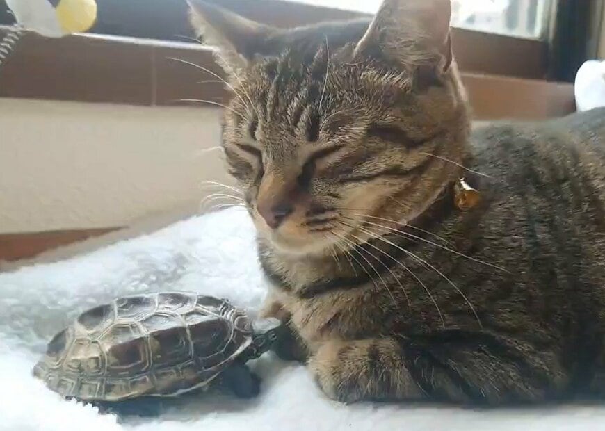 香箱座りでくつろぐ猫