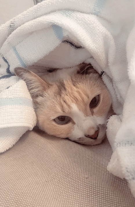 毛布の下で寝ているもももちゃん