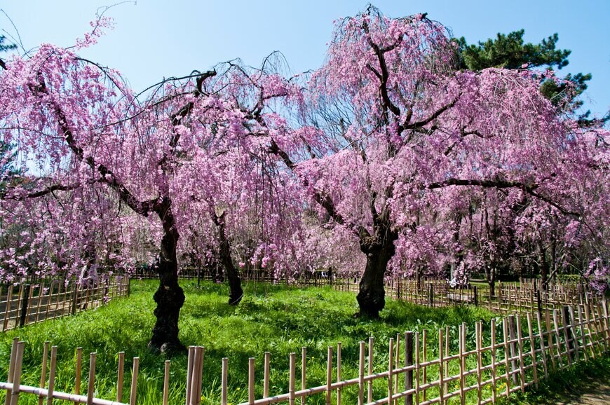 桜のスポットが分散しているのも魅力