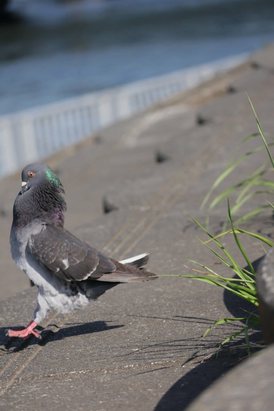 急ブレーキをかける鳩