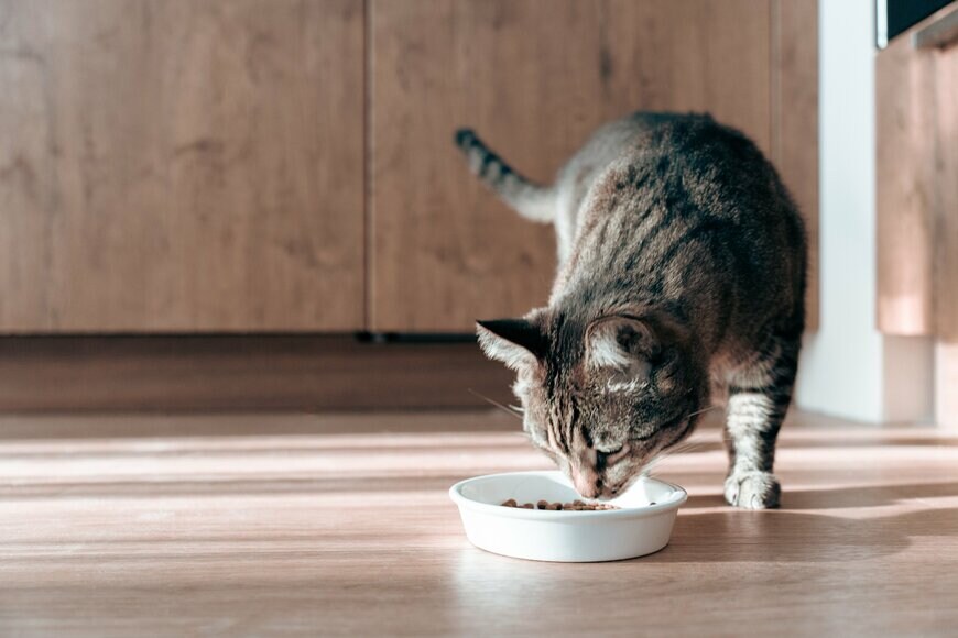 ペットフードを食べる猫ちゃんのイメージ