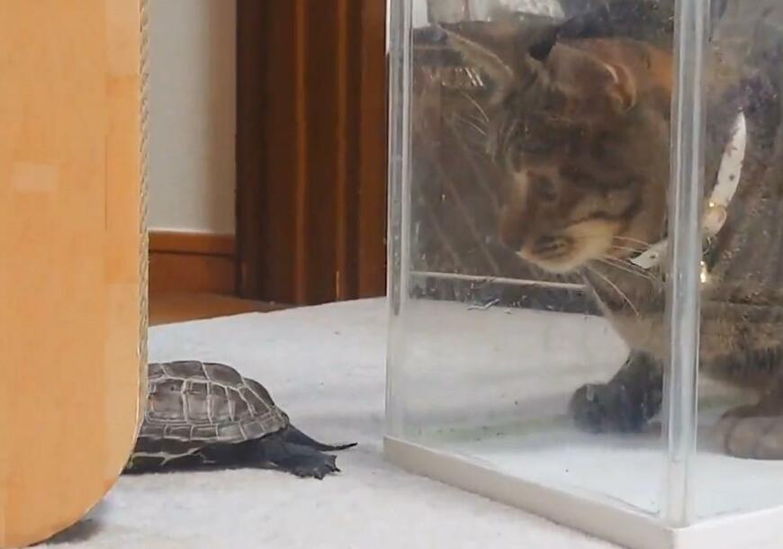 うつぶせのクサガメ