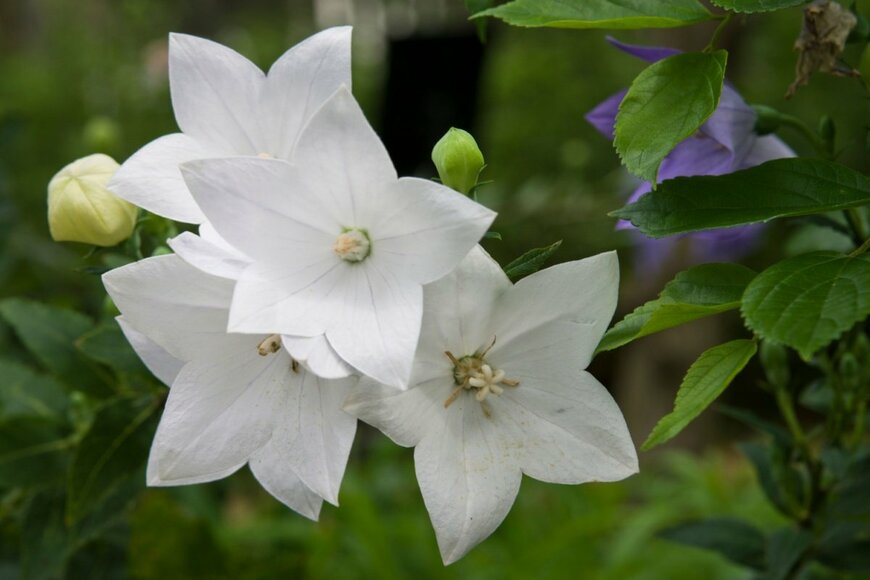 キキョウの花が咲いている。花の色は白