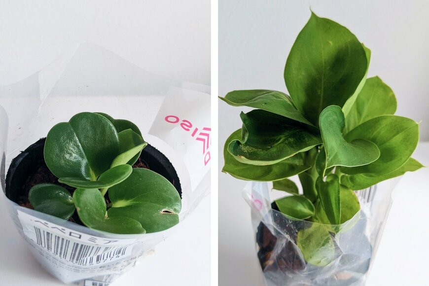 ダイソーで購入した観葉植物