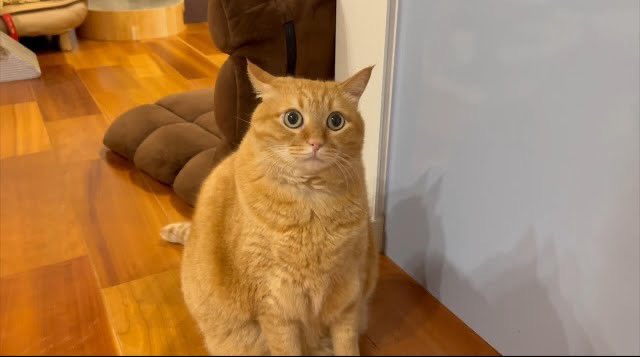 まん丸の瞳の猫