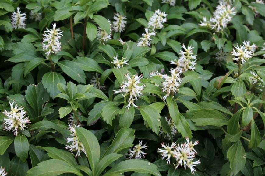 白い花を咲かせている、フッキソウ