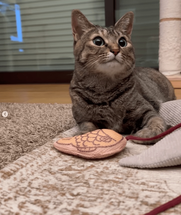 パパ大好きな猫