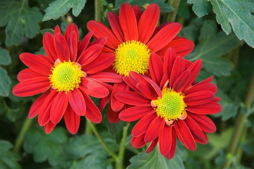 花の中央が黄色、花びらが赤のアネモネ咲きのポットマム