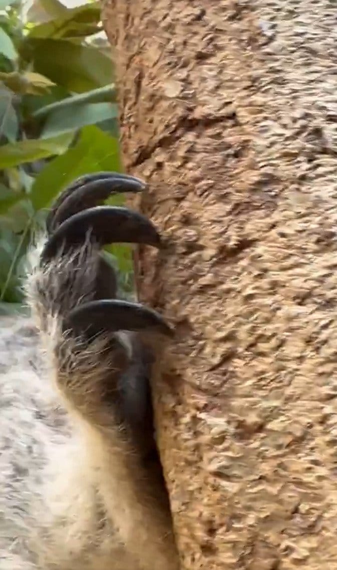 神戸市立王子動物園