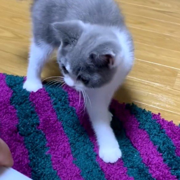 鏡を見る猫