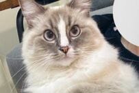 【美猫の休日】完璧な美貌の猫ちゃんが見せた「まさかの寝姿」　漢字の「人」にそっくりすぎる…