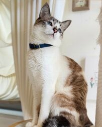 元保護猫さんの写真を撮影していると　予想外の「ファンサ」に羨望の声続出