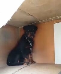「生まれてからずっと」屋上につながれていた犬を救出 人との信頼関係を築きながら過ごす現在の姿に反響