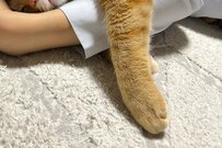 やさしいハグに「幸せだニャ～」元保護猫さんの表情が愛を物語る