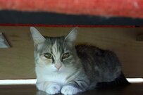 ここにいるニャー！猫が隙間に隠れ…ひっそりとくつろぐ姿がかわいいとTwitterで話題に！