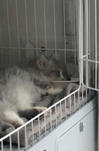 【疲れたニャ…】遊び疲れて”寝落ち”してしまった子猫　脱力した横顔にメロメロになる人が続出！