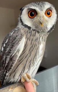 【手つなぎフクロウ】“おててにぎにぎ”に飼い主さん悶絶！相思相愛な光景にほっこり