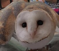 【ちょっぴりお怒りメンフクロウ】首をゆらーりゆらーり...これがご機嫌ななめのメンフクロウ...！