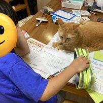 連日猫たちに邪魔される男の子　国語の課題に書いた一文に、思わず「尊い」…！