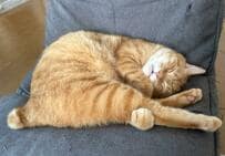 座椅子の上で器用に寝る猫ちゃん　足を抱えてすやすや……　ぷっくり短い尻尾で可愛さ増し増し