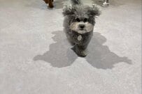 オフィスで社員と一緒に過ごす「犬3匹」　愛くるしい犬たちの働きぶりに癒やされる