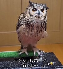 【天使のようなフクロウ】伸びをした姿が話題！珍しい姿勢に思わず目を疑う「こんなポーズするんですね！」