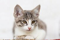 【2025年度の年金額は1.9％増額】厚生年金＆国民年金の「60～90歳以上の年金一覧表」と「年金から天引きされるお金」とは？