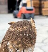 【フォークリフトとフクロウ】フォークリフトが動く様子をじーっと見つめる姿に癒される！首を回してカメラ目線に「かわいすぎ！」とメロメロな声が続出