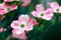 外階段や玄関まわりに《わが家のシンボルツリーにお迎えしたい》春の花木おすすめ4選